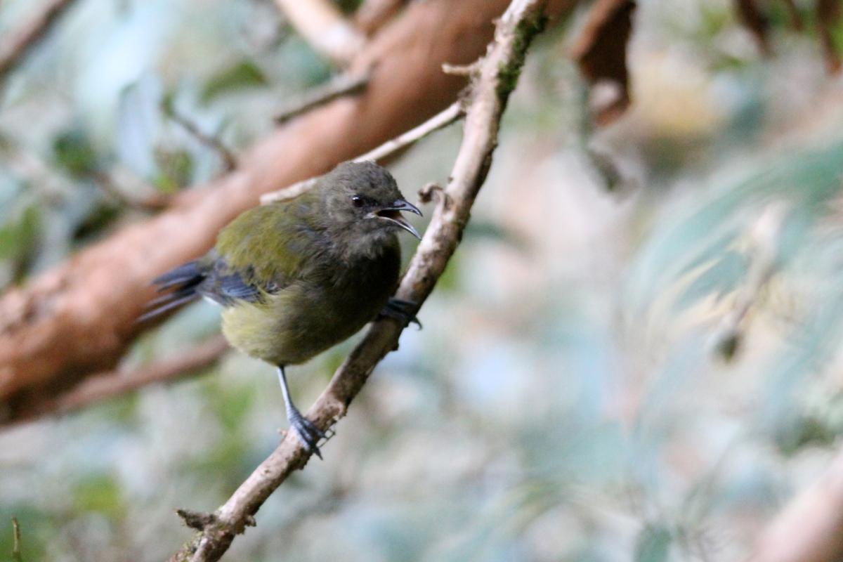 New Zealand Bellbird (Anthornis melanura)